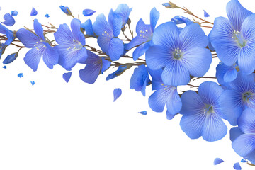 delicate blue flowers with their petals  isolated on white background