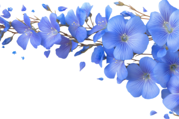 delicate blue flowers with their petals  isolated on white background