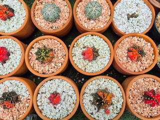 Cactus-succulent grown in small pots. Gymnocalycium ‘Root Beer’ orange-brown, ‘Sepia’ reddish-brown with green stripes. Astrophytum Kabuto.Cactus originating in the desert. Trunk has thorns all around