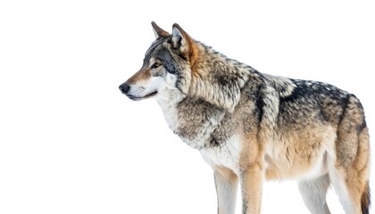 Fototapeta premium Gray Wolf in Winter Snow.