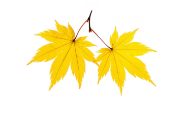 Two vibrant yellow maple leaves are connected by thin stem, showcasing beauty of autumn foliage against transparency background. leaves intricate veins and pointed edges are clearly visible