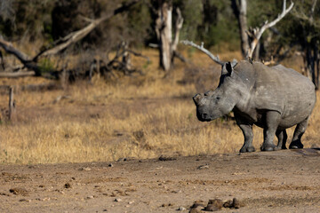 a white rhino in an open space