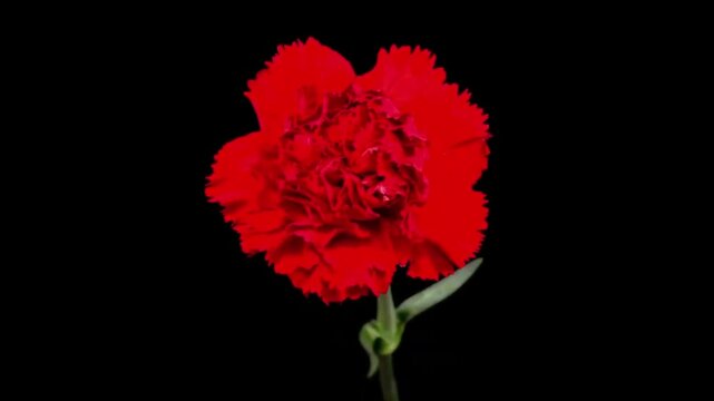 red carnation flower