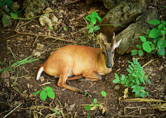 Serow lying on the floor in the wild in Thailand.
