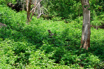 Deer standing in bush of trees in the wild in Thailand.