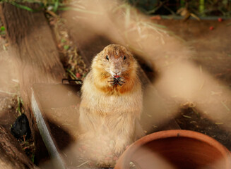 Single Prairie dog eating in zoo cage and looking at camera. Blurred cage for foreground.