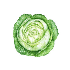 Obraz premium Watercolor Painting of a Fresh, Green Cabbage Head