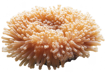 Close up of a Sea Anemone