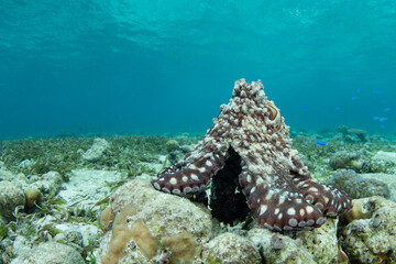 An octopus, Octopus cyanea, explores a shallow seafloor of sand, seagrass, and coral in Wakatobi National Park, Indonesia. Octopus are extremely intelligent but rarely live longer than 12-15 months.