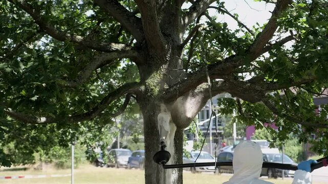 Sch&auml;dlingsbek&auml;mpfer reinigen Eichenbaumkrone von Eichenprozessionsspinner