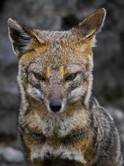 gray Andean fox