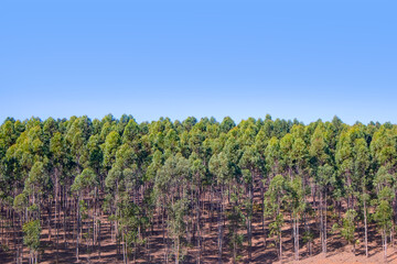 A large clump of eucalyptus trees growing near Worcester - Breede River Valley, South Africa.