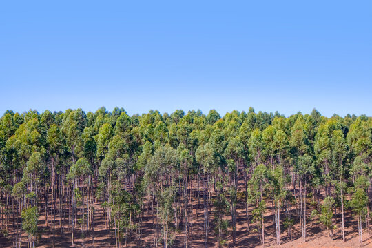 A large clump of eucalyptus trees growing near Worcester - Breede River Valley, South Africa.