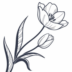 black and white white tulip flowers