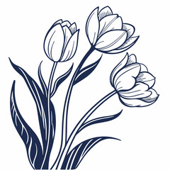 vector illustration of white tulip flowers