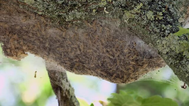 Nahaufnahme Nest Eichenprozessionsspinner an Eichenstamm
