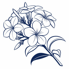 vector illustration of  white phlox flowers