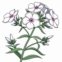 vector illustration of  white phlox flowers
