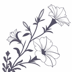 black and white white petunia flowers