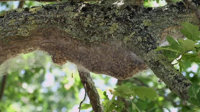 Nahaufnahme Nest Eichenprozessionsspinner an Eichenstamm