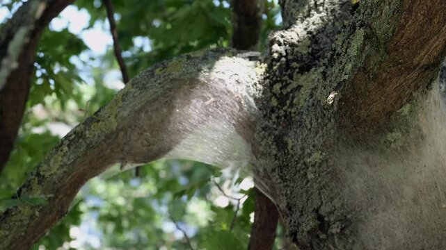 Nahaufnahme Nest Eichenprozessionsspinner an Eichenstamm