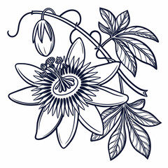 vector illustration of  passionflowers