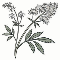 vector illustration of lily of the valleys