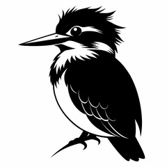 Belted Kingfisher silhouette black color bird on white background
