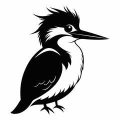 Belted Kingfisher silhouette black color bird on white background