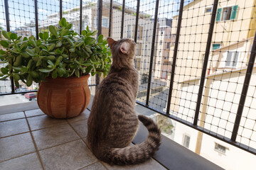Cat observing street from balcony