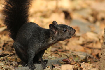 Ardilla negra sobre fondo cálido – Mirada curiosa