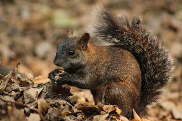 Ardilla comiendo sobre hojas secas – Escena otoñal natural