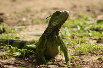 Iguana verde posando en su hábitat natural