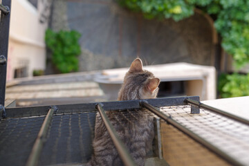 Cat looking down from the balcony
