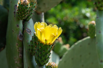 Yellow prickly pear flower, Elba Island.