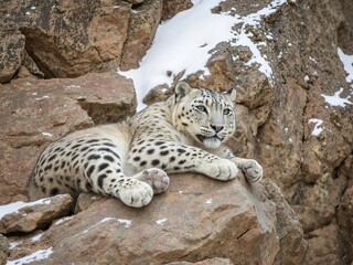 Snow leopard resting on rocky cliff during snowfall, piercing blue eyes, thick fur detail, photorealistic wildlife portrait, Ai Generate.