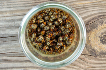Numerous potato beetles are gathered in a clear glass jar resting on a rustic wooden surface during daylight hours, showcasing their striped patterns