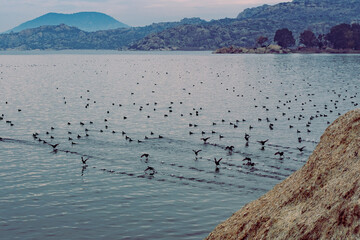 a lot of black wild ducks , birds of passage, in calm waters of Bafa lake , cloudy blue mountains, natural coastline