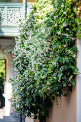 Bushes of blooming scented Jasminum officinale. Common flavor jasmine during flowering in summer. Dry flowers used to add to tea. 