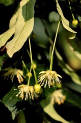 small yellow flowers of linden tree in june month