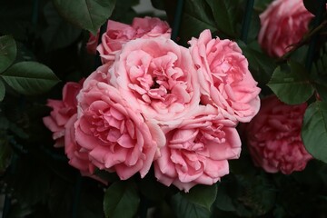 pretty,colorful roses in park close up