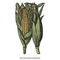 Corn on the Cob Vintage Botanical Illustration – Hand Drawn Maize with Husk