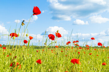 Red poppies in a meadow, cloudy sky and sunlight. Summer landscape.