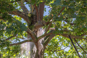 Entfernen von Eichenprozessionsspinner durch heißes Wasser