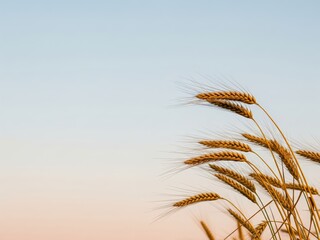 Golden wheat stems swaying from the right, pastel sky gradient background with tones of soft blue and rose — minimal agricultural nature background