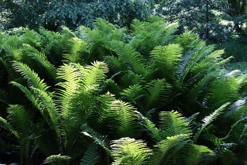 green leaves of Dryopteris Filix-mas in forest