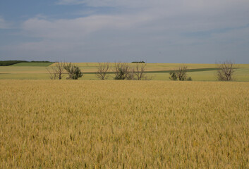 A field of yellow grass