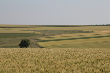 A field with a few cows