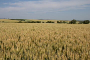 A field of yellow grass