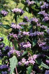 inflorescences lila flowers of Phlomis tuberosa plant